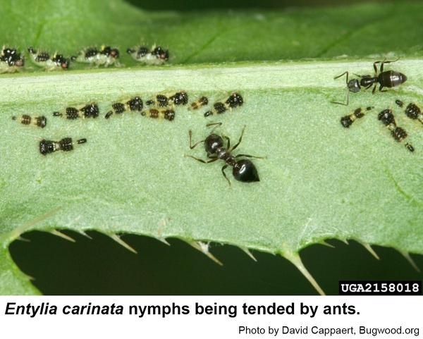 Ants tending two broods of keeled treehopper nymphs.